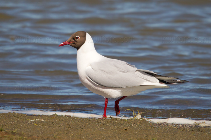 Black-headed Gull Photo @ Kiwifoto.com