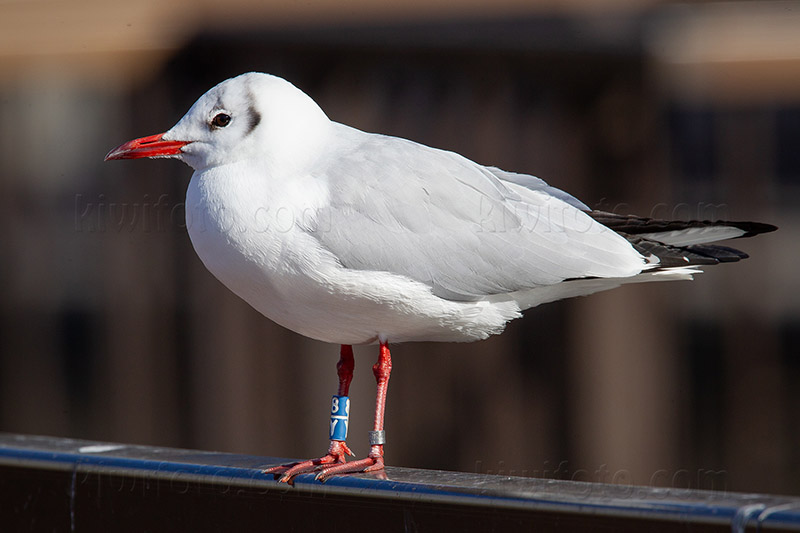 Black-headed Gull Picture @ Kiwifoto.com