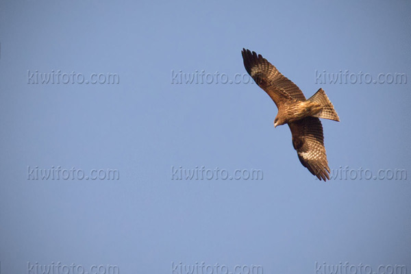 Black Kite