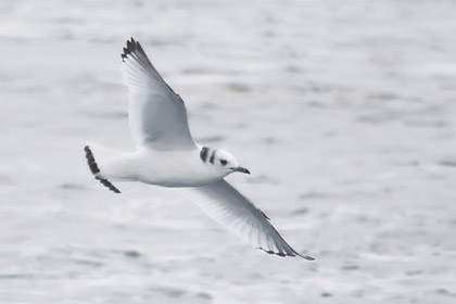 Black-legged Kittiwake (1st winter juvenile)