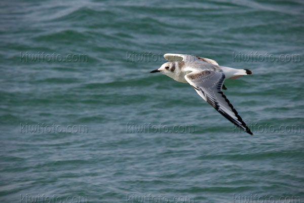 Black-legged Kittiwake Photo @ Kiwifoto.com