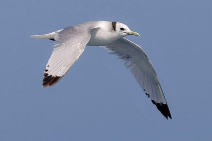 Black-legged Kittiwake Image @ Kiwifoto.com