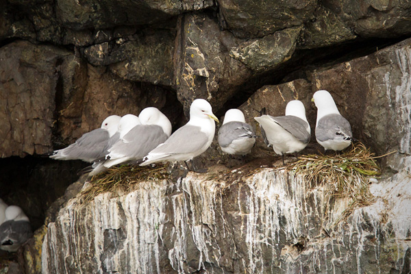 Black-legged Kittiwake