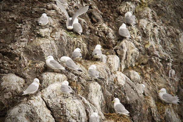 Black-legged Kittiwake Picture @ Kiwifoto.com