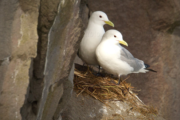 Black-legged Kittiwake Photo @ Kiwifoto.com