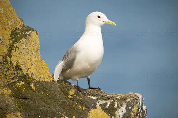 Black-legged Kittiwake Image @ Kiwifoto.com