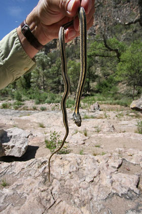 Black-necked Garter Snake