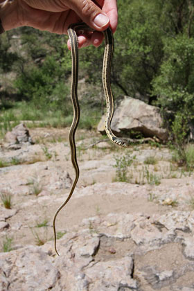Black-necked Garter Snake Picture @ Kiwifoto.com