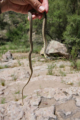 Black-necked Garter Snake Image @ Kiwifoto.com