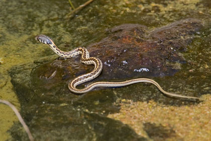 Black-necked Garter Snake Photo @ Kiwifoto.com