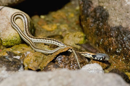 Black-necked Garter Snake Photo @ Kiwifoto.com