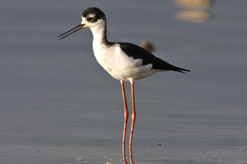 Black-necked Stilt Picture @ Kiwifoto.com