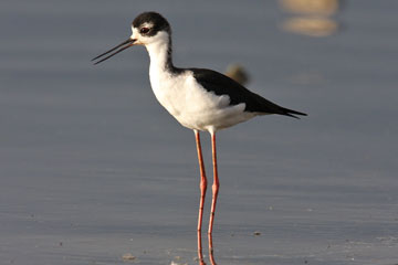 Black-necked Stilt Image @ Kiwifoto.com