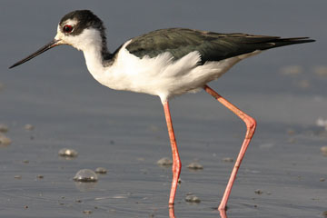 Black-necked Stilt Picture @ Kiwifoto.com