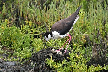 Black-necked Stilt Photo @ Kiwifoto.com