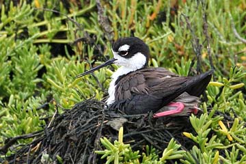 Black-necked Stilt Image @ Kiwifoto.com