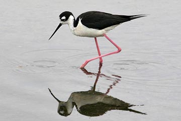 Black-necked Stilt Image @ Kiwifoto.com