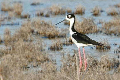 Black-necked Stilt Photo @ Kiwifoto.com