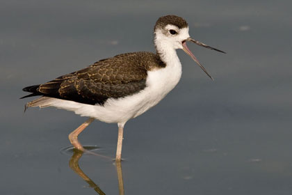 Black-necked Stilt (juvenile)