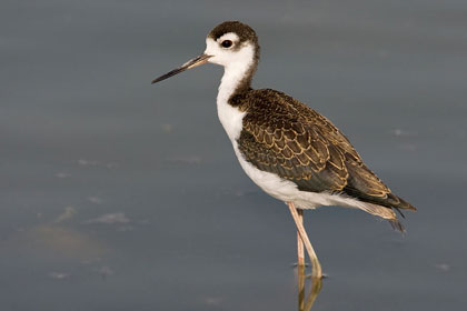 Black-necked Stilt (juvenile)