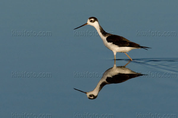 Black-necked Stilt Photo @ Kiwifoto.com