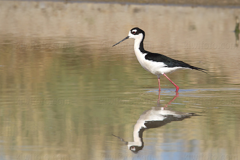 Black-necked Stilt Photo @ Kiwifoto.com