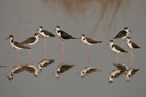 Black-necked Stilt Image @ Kiwifoto.com