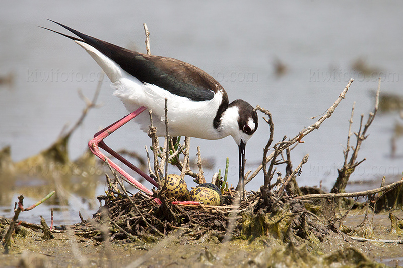 Black-necked Stilt Photo @ Kiwifoto.com