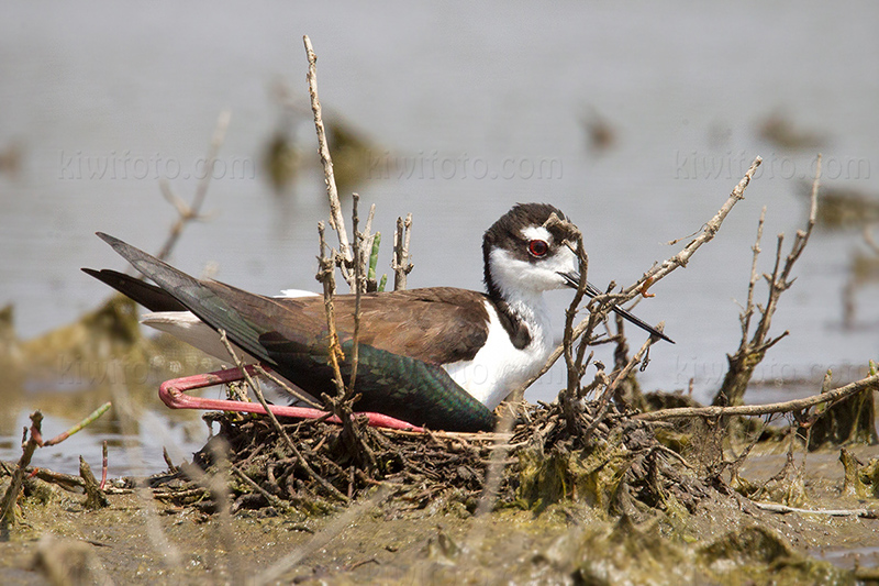 Black-necked Stilt Image @ Kiwifoto.com