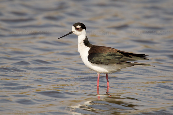 Black-necked Stilt Picture @ Kiwifoto.com