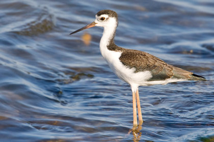 Black-necked Stilt (juvenal)