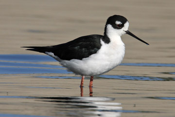 Black-necked Stilt Photo @ Kiwifoto.com