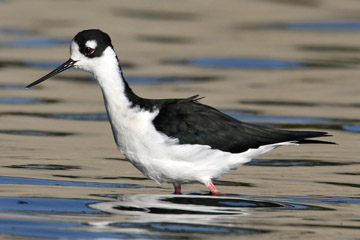 Black-necked Stilt Image @ Kiwifoto.com