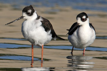 Black-necked Stilt Image @ Kiwifoto.com