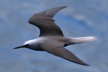 Black Noddy Image @ Kiwifoto.com