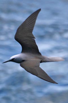 Black Noddy Image @ Kiwifoto.com