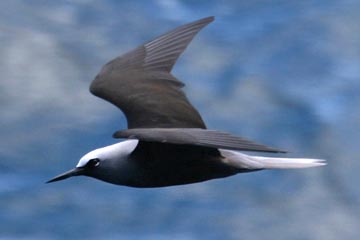 Black Noddy Image @ Kiwifoto.com