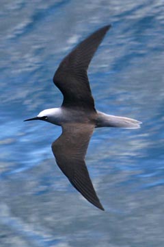 Black Noddy Picture @ Kiwifoto.com
