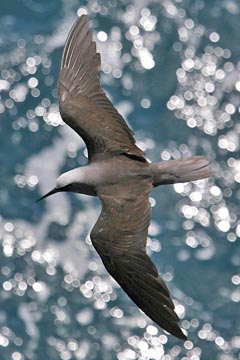 Black Noddy Picture @ Kiwifoto.com