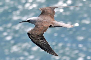 Black Noddy Photo @ Kiwifoto.com