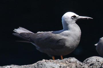 Black Noddy Photo @ Kiwifoto.com