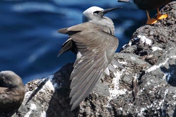 Black Noddy Image @ Kiwifoto.com