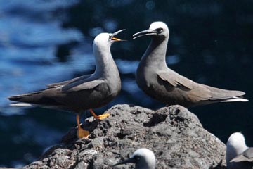 Black Noddy Photo @ Kiwifoto.com