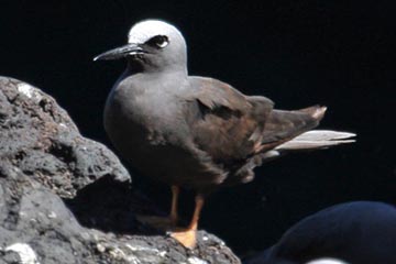 Black Noddy Picture @ Kiwifoto.com