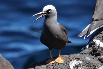 Black Noddy Photo @ Kiwifoto.com