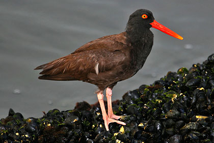 Black Oystercatcher Image @ Kiwifoto.com