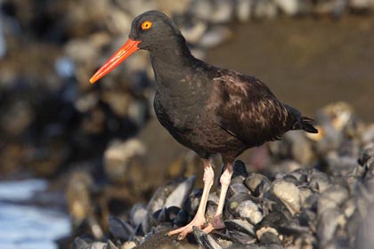 Black Oystercatcher Picture @ Kiwifoto.com