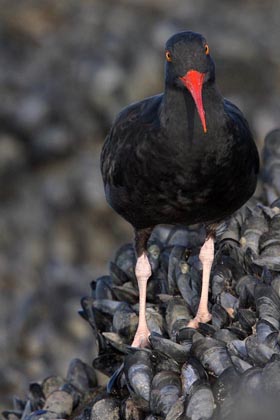 Black Oystercatcher Photo @ Kiwifoto.com