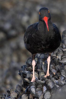 Black Oystercatcher Image @ Kiwifoto.com