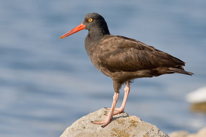 Black Oystercatcher Photo @ Kiwifoto.com